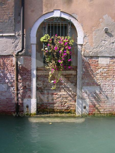 Fioritura a Venezia - 2005