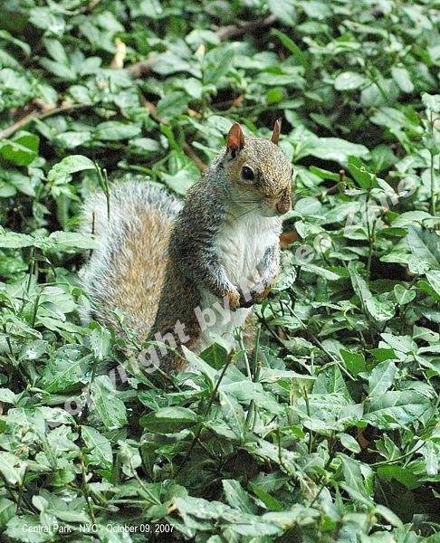 Scoiattolo a Central Park