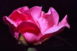 Rosa Rossa imperlata di gocce di pioggia