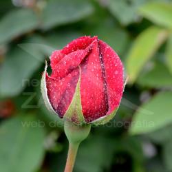 Raindrops on buddy rose (2012)