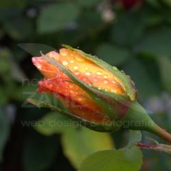Raindrops on buddy rose (2012)