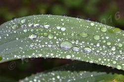 Foglie d'erba dopo la pioggia