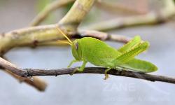 Cavalletta verde su posatoio naturale