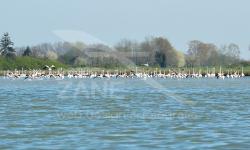 Fenicotteri rosa nellla laguna di Venezia