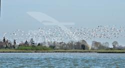 Fenicotteri rosa in volo sulla laguna di Venezia