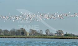 Fenicotteri rosa in volo sulla laguna di Venezia