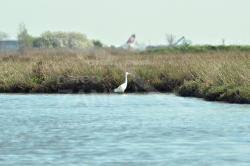 Trampoliere in barena (laguna di Venezia)