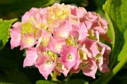 Ortensia fiorita