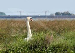 Cigno al nido in barena - Laguna Veneta