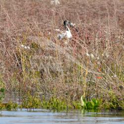 IBIS Sacro in barena (Laguna di Venezia - 10/2020)