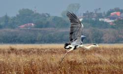 Airone cinerino in volo sulla barena (10/2020)