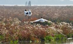 Coppia di IBIS in volo sulla barena (10/2020)