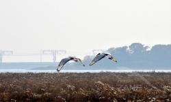 Coppia di IBIS in volo sulla barena (10/2020)