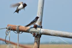 Rondini fra le reti da pesca (07/2021)