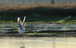 Cocal (gabbiano) in volo