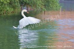 Danza del Cigno