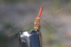 Libellula su posatoio natuale