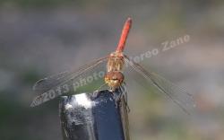 Libellula su posatoio naturale