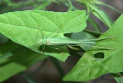 Cavalletta verde (07/2009)