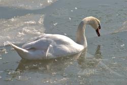 Cigno narciso si specchia nella laguna ghiacciata