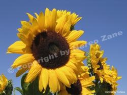Girasoli