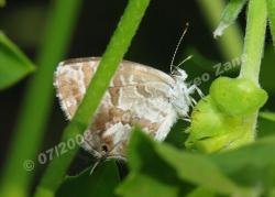 Farfalla su posatoio naturale