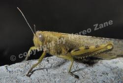 Grasshopper / Cavalletta