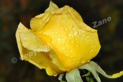 raindrops on buddyrose