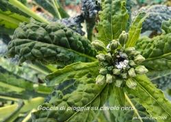 Goccia di pioggia su cavolo nero