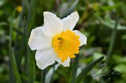 Narcisi in fiore