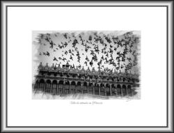 Volo di colombi in Piazza